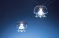 MEDUSINA